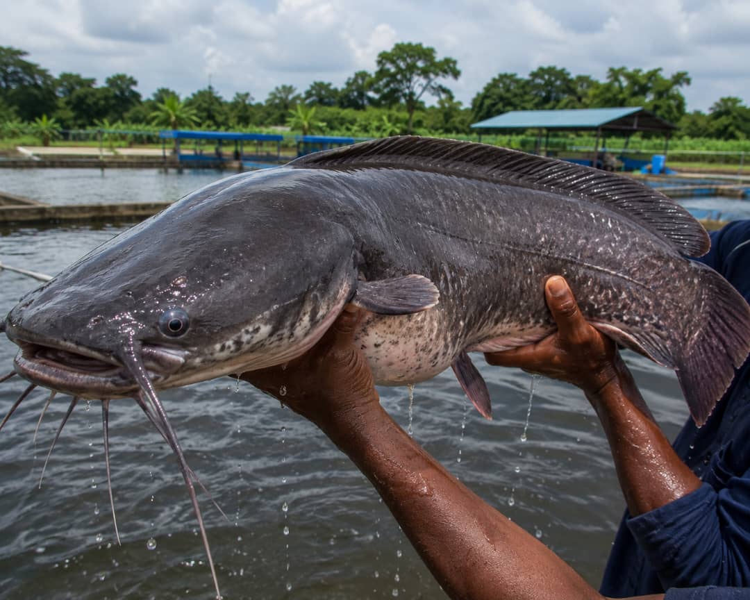 Tanzanian farmed catfish held at a pond site