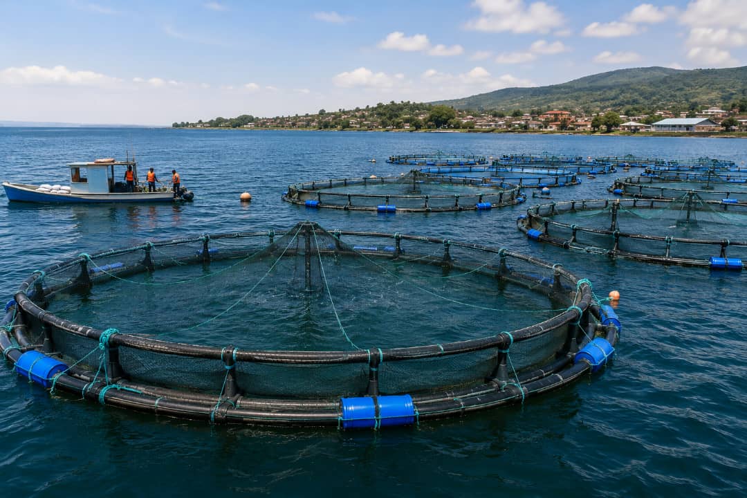Tanzanian aquaculture cages on open water