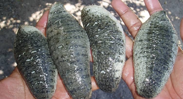 Sea cucumbers held during aquaculture handling