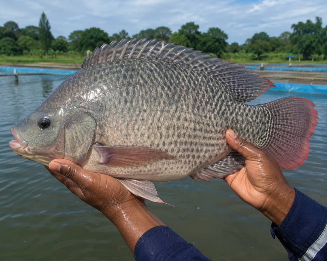 Farmed tilapia from a Tanzanian pond